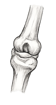Bewegungsapparat Tiere Arthrose Lahmheit Tiertherapie